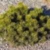 Pinus Mugo Pumilio - Pin De Montagne -Promos Feullisia Magasin Pinus mugo pumilio 0732002 1