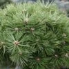 Pinus Nigra Agnes Brégeon - Pin Noir -Promos Feullisia Magasin Pinus nigra Agnes Bregeon Pin noir V 1007931 1