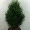 Pinus Nigra Green Tower - Pin Noir -Promos Feullisia Magasin Pinus nigra Green Tower 733002 1