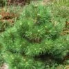 Pin Noir Nain - Pinus Nigra Nana -Promos Feullisia Magasin Pinus nigra Nana 1002772 1