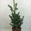 Pinus Parviflora Azumi Goye - Pin Blanc Du Japon -Promos Feullisia Magasin Pinus parviflora Azumi Goye 736002 1