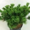 Pin Blanc Du Japon - Pinus Parviflora Kokuho 2 Pin Blanc Du Japon - Pinus Parviflora Kokuho -Promos Feullisia Magasin Pinus parviflora Kokuho 739002 1
