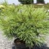 Pinus Strobus Minima - Pin De Weymouth -Promos Feullisia Magasin Pinus strobus Minima 88965 1