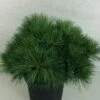 Pin De Weymouth - Pinus Strobus Ontario -Promos Feullisia Magasin Pinus strobus Ontario 747002 1