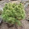 Pin Weymouth - Pinus Strobus Tiny Kurls 1 Pin Weymouth - Pinus Strobus Tiny Kurls -Promos Feullisia Magasin Pinus strobus Tiny Kurls V 1007971 1