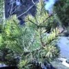 Pin Sylvestre Nain - Pinus Sylvestris Doone Valley 1 Pin Sylvestre Nain - Pinus Sylvestris Doone Valley -Promos Feullisia Magasin Pinus sylvestris Doone Valley 0751002 1