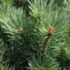 Pinus Sylvestris Watereri - Pin Sylvestre -Promos Feullisia Magasin Pinus sylvestris Watereri 84210 1