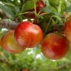 Pluot Flavor Candy - Prunus Pluot 1 Pluot Flavor Candy - Prunus Pluot -Promos Feullisia Magasin PluotFlavor Candy 79215 1