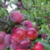 Pluot Pink Candy - Prunus Pluot 1 Pluot Pink Candy - Prunus Pluot -Promos Feullisia Magasin PluotPink Candy 78217 1