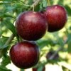 Pluot Purple Candy - Prunus Pluot -Promos Feullisia Magasin PluotPurple Candy 79221 1