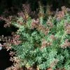Podocarpus Lawrencii Red Tip 2 Podocarpus Lawrencii Red Tip -Promos Feullisia Magasin Podocarpus lawrencii Red Tip copyright 1001681 1