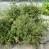 Podocarpus Des Neiges - Podocarpus Nivalis -Promos Feullisia Magasin Podocarpus nivalis 0757002 1
