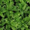 Polystichum Makinoi - Fougère Persistante -Promos Feullisia Magasin Polystichum makinoi Fougere persistante 165411 1