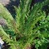 Polystichum Setiferum Plumosum Bevis - Aspidie à Cils Raides -Promos Feullisia Magasin Polystichum setiferum Plumosum Bevis Aspidie a cils raides 16540 1