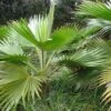 Pritchardia Hillebrandii - Palmier D'Hawaï 1 Pritchardia Hillebrandii - Palmier D'Hawaï -Promos Feullisia Magasin Pritchardia hillebrandii 89926 1