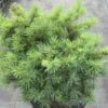 Pseudotsuga Menziesii Bhiela Lhota - Douglas 2 Pseudotsuga Menziesii Bhiela Lhota - Douglas -Promos Feullisia Magasin Pseudotsuga menziesii Bhiela Lhota 758002 1