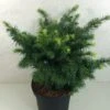 Sapin De Douglas - Pseudotsuga Menziesii Fletcheri -Promos Feullisia Magasin Pseudotsuga menziesii Fletcheri 759002 1