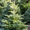 Sapin De Corée - Abies Koreana Samling -Promos Feullisia Magasin Sapin de Coree Abies koreana Samling IF 19053 1