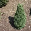 Epinette Blanche - Picea Glauca Piccolo 1 Epinette Blanche - Picea Glauca Piccolo -Promos Feullisia Magasin Sapinette blanche Epinette blanche Picea glauca Piccolo V 1003221 1