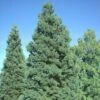 Séquoia Géant - Sequoiadendron Giganteum Glaucum -Promos Feullisia Magasin Sequoiadendron giganteum Glaucum 0762002 1