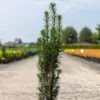 If Commun - Taxus Baccata Fastigiata Black Tower -Promos Feullisia Magasin Taxus baccata Black Tower IF 1008762 1