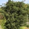 Taxus Baccata Dovastoniana - If Commun 1 Taxus Baccata Dovastoniana - If Commun -Promos Feullisia Magasin Taxus baccata Dovastoniana V 1008771 1