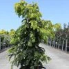 Taxus Baccata Dovastonii Aurea - If Doré -Promos Feullisia Magasin Taxus baccata Dovastonii Aurea 84348 1