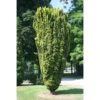 Taxus Baccata Fastigiata Aurea - If Commun Doré 1 Taxus Baccata Fastigiata Aurea - If Commun Doré -Promos Feullisia Magasin Taxus baccata Fastigiata Aurea 87351 1