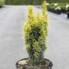 Taxus Baccata Ivory Tower - If Colonnaire Panaché -Promos Feullisia Magasin Taxus baccata Ivory Tower 84350 1