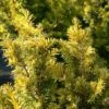 If Commun - Taxus Baccata Kupfergold -Promos Feullisia Magasin Taxus baccata Kupfergold copyright 1002851 1