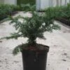 Taxus Baccata Repandens - If Commun -Promos Feullisia Magasin Taxus baccata Repandens 84351 1