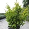 Taxus Baccata Semperaurea - If Commun Doré. -Promos Feullisia Magasin Taxus baccata Semperaurea 84352 1