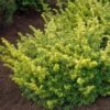 Taxus Baccata Summergold - If Commun Doré -Promos Feullisia Magasin Taxus baccata Summergold 87353 1