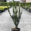 Taxus Media Hillii - If Hybride -Promos Feullisia Magasin Taxus media Hillii 87355 1