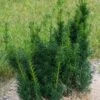 Taxus X Media Hicksii - If Hybride 2 Taxus X Media Hicksii - If Hybride -Promos Feullisia Magasin Taxus x media Hicksii 82230 1