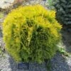 Thuya Du Canada - Thuja Occidentalis Amber Glow 1 Thuya Du Canada - Thuja Occidentalis Amber Glow -Promos Feullisia Magasin Thuja occidentalis Amber Glow LD 1008781 1