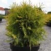 Thuya Du Canada - Thuja Occidentalis Golden Globe 1 Thuya Du Canada - Thuja Occidentalis Golden Globe -Promos Feullisia Magasin Thuja occidentalis Golden Globe 84358 1