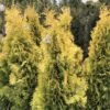 Thuya Du Canada - Thuja Occidentalis Jantar -Promos Feullisia Magasin Thuja occidentalis Jantar V 1008811 1