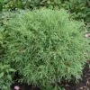Thuya Du Canada - Thuja Occidentalis Mr Bowling Ball -Promos Feullisia Magasin Thuja occidentalis Mr Bowling Ball 0767002 1