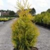 Thuya Du Canada - Thuja Occidentalis Yellow Ribbon. -Promos Feullisia Magasin Thuja occidentalis Yellow Ribbon 84360 1