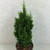 Thuya Du Canada - Thuja Occidentalis Zmatlik 1 Thuya Du Canada - Thuja Occidentalis Zmatlik -Promos Feullisia Magasin Thuja occidentalis Zmatlik 771002 1