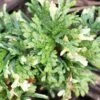 Thuja Orientalis Fleck - Thuya De Chine Ou Thuya D'Orient -Promos Feullisia Magasin Thuja orientalis Fleck Thuya de Chine ou Thuya d Orient LD 1008862 1