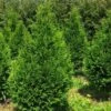 Thuja Plicata Can-Can - Thuya Compact -Promos Feullisia Magasin Thuja plicata Can Can V 1002292 1