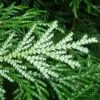 Thujopsis Dolobrata -Promos Feullisia Magasin Thujopsis dolobrata 87363 1