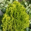 Thuja Occidentalis Golden Smaragd - Thuya Du Canada 2 Thuja Occidentalis Golden Smaragd - Thuya Du Canada -Promos Feullisia Magasin Thuya du Canada Thuja occidentalis Golden Smaragd copyright 1002262 1
