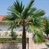 Trachycarpus Latisectus - Palmier Windamere -Promos Feullisia Magasin Trachycarpus latisectus 89964 1