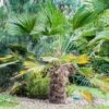 Trachycarpus Wagnerianus - Palmier Miniature 2 Trachycarpus Wagnerianus - Palmier Miniature -Promos Feullisia Magasin Trachycarpus wagnerianus 82233 P