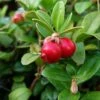 Canneberge - Cranberry - Vaccinium Macrocarpon -Promos Feullisia Magasin Vaccinium macrocarpon 78409 1