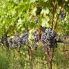 Vigne Cabernet Franc