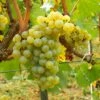 Vigne Chardonnay 2 Vigne Chardonnay -Promos Feullisia Magasin Vigne Chardonnay 78369 1